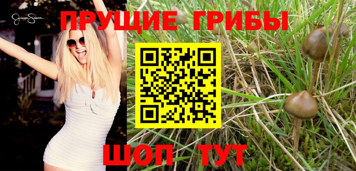 Златоуст  хочу   Вход с VPN  Псилоцибиновые грибы GOLDEN TEACHER 